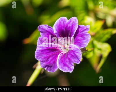 Einziger Sommer Blume der Hardy knotty cranesbill, Geranium nodosum "Clos du Coudray' Stockfoto