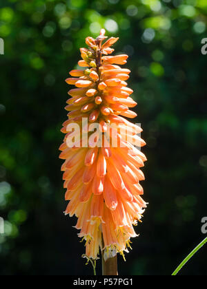 Single spike Der gelb orange blühenden Fackel Lily, Kniphofia 'Timothy' Stockfoto