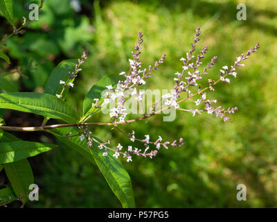 Zitrone duftenden Laub und Rispen von kleinen weißen Blüten der winterharte Zitronenverbene, Aloysia citrodora Stockfoto