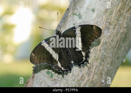 Rostig - gespitzt Seite oder Braun (Siproeta epaphus siproeta trayja) Schmetterling auf Kaktus (Opuntia cochenillifera), Draußen, Asuncion, Paraguay Stockfoto