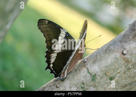 Rostig - gespitzt Seite oder Braun (Siproeta epaphus siproeta trayja) Schmetterling auf Kaktus (Opuntia cochenillifera), Draußen, Asuncion, Paraguay Stockfoto