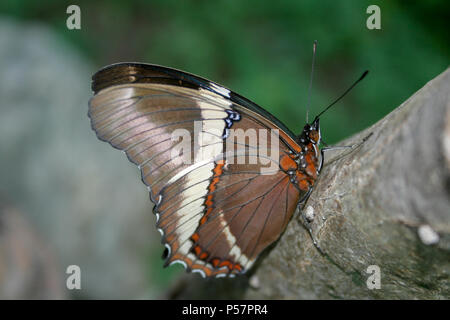 Rostig - gespitzt Seite oder Braun (Siproeta epaphus siproeta trayja) Schmetterling auf Kaktus (Opuntia cochenillifera), Draußen, Asuncion, Paraguay Stockfoto