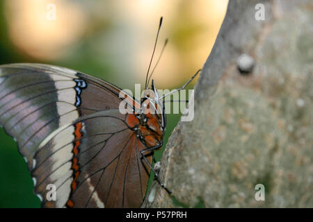 Rostig - gespitzt Seite oder Braun (Siproeta epaphus siproeta trayja) Schmetterling auf Kaktus (Opuntia cochenillifera), Draußen, Asuncion, Paraguay Stockfoto