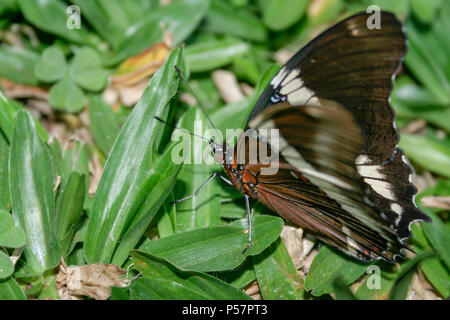 Rostig - gespitzt Seite oder Braun (Siproeta epaphus siproeta trayja) Schmetterling ruht auf Gras, im Freien, Asuncion, Paraguay Stockfoto