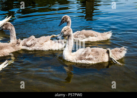 Eine Gruppe von jungen Schwäne schwimmen in einem Teich, Hyde Park, London, UK Stockfoto