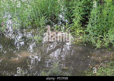 Mutter Ente und Enten, die entlang des sumpfigen Seeufers ruhen. Stockfoto