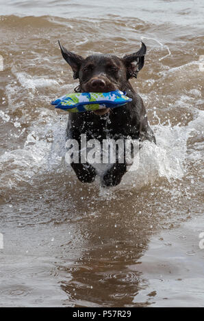 Eine labradinger oder springador Welpen Spielen im Wasser. Stockfoto