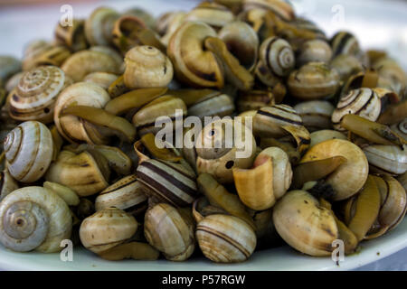 Platte der gekochten Schnecken oder Escargot Stockfoto