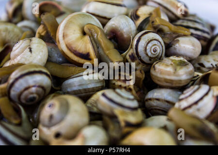 Platte der gekochten Schnecken oder Escargot Stockfoto