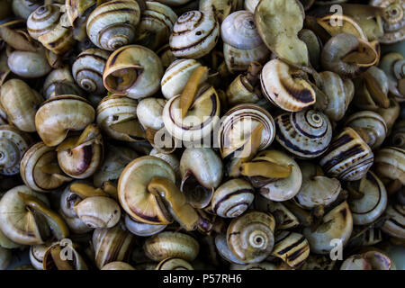 Blick von oben auf die Gekochte Schnecken oder Escargot Stockfoto
