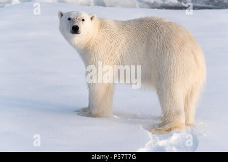 Close up Eisbären im goldenen Licht Stockfoto