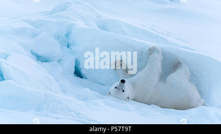 Polar Bear zurück Rub Stockfoto