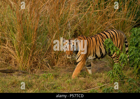 Aggressive weiblichen Bengal Tiger gegen die Wiese stehend alert Warten zu jagen ihre Beute auf einem hellen, sonnigen Tag in Indian Summer getarnt Stockfoto