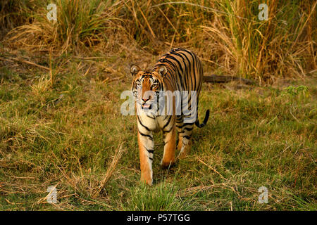 Tiger (Panthera tigris tigris) zu Fuß auf Wald Gras Land im Morgenlicht, Tadoba Nationalpark in Indien Stockfoto