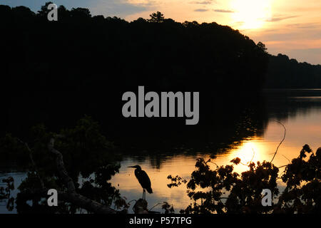 Sonnenaufgang mit einem Silhouette eines großen blauen Reiher am See Johnson Park in Raleigh North Carolina Stockfoto