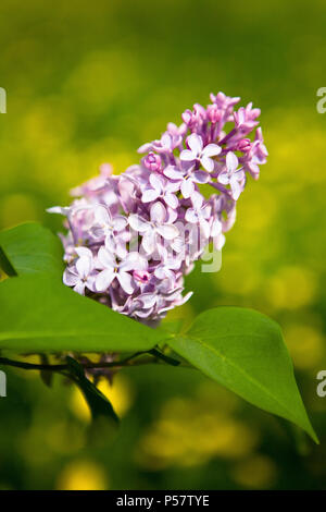Schöne blühende Blütenstand der Flieder vor dem Hintergrund der Defokussierten Löwenzahn. Close-up. Stockfoto