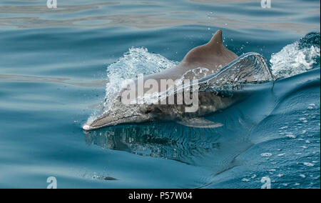 Delfine in ein küstengewässer von Musandam Stockfoto