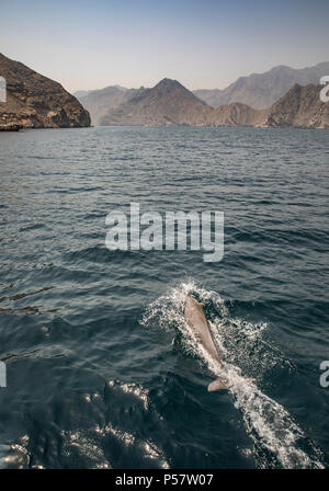 Delfine in ein küstengewässer von Musandam Stockfoto