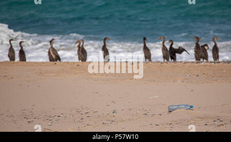 Plastikwasserflasche auf Kormoran Strand von Musandam im Oman Stockfoto