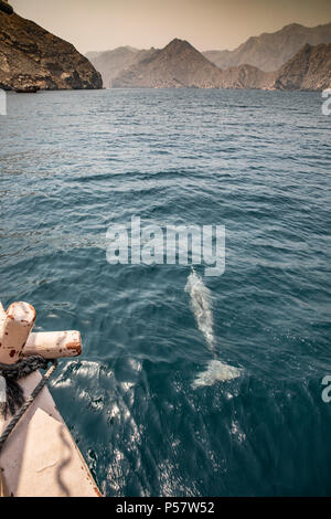 Delfine in ein küstengewässer von Musandam Stockfoto