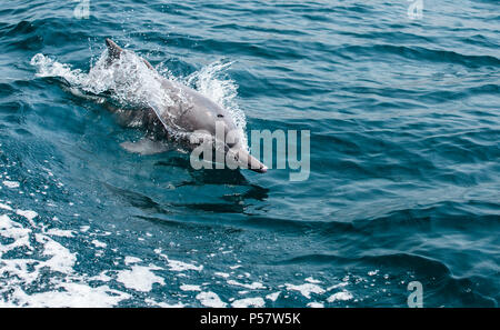 Delfine in ein küstengewässer von Musandam Stockfoto