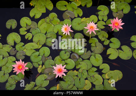 Wasserrose schwimmend in einem Teich Stockfoto