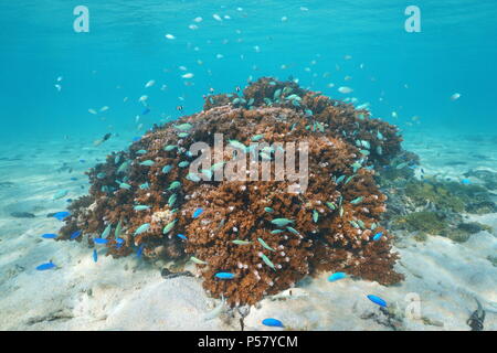 Unterwasser Montipora Koralle mit einem Schwarm kleiner Fische (meist blau-grün Chromis), Pazifik, Polynesien, Cook Inseln Stockfoto