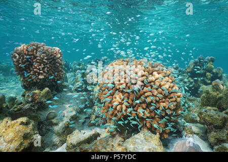 Korallen und ein Schwarm von kleinen blauen Fisch unter Wasser (blau-grüne chromis Riffbarsche und Blumenkohl coral), Pazifik, Polynesien, Cook Inseln Stockfoto