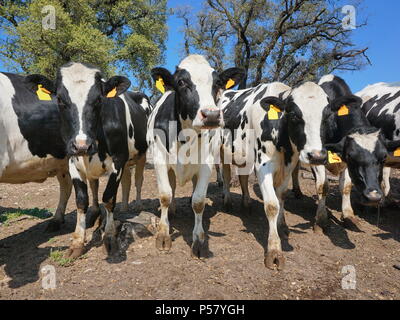 Milchkühe in einem Feld, Alt Emporda, Girona, Katalonien, Spanien Stockfoto