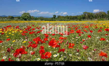 Bereich der Wildblumen mit Mohn, Mais Mais Ringelblume und Kamille, Spanien, Alt Emporda, Girona, Katalonien Stockfoto