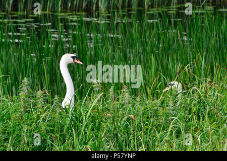 Schwäne am Ouse wäscht Naturschutzgebiet, Cambridgeshire, Norfolk. RSPB. Weibchen auf Nest - schauen Sie nach rechts in das Schilf. Stockfoto