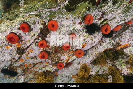 Mehrere Seeanemonen Unterwasser, beadlet Anemone Actinia equina, Mittelmeer, Cote d'Azur, Frankreich Stockfoto