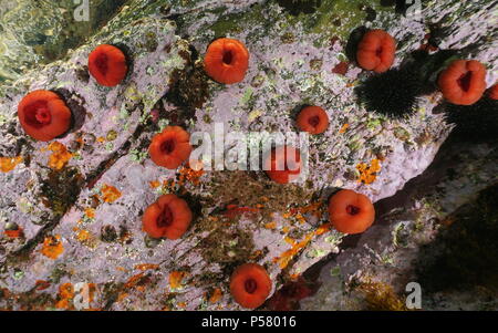 Leben im Meer, mehrere beadlet Anemonen, Actinia equina, unter Wasser auf einem Felsen im Mittelmeer, Cote d'Azur, Frankreich Stockfoto