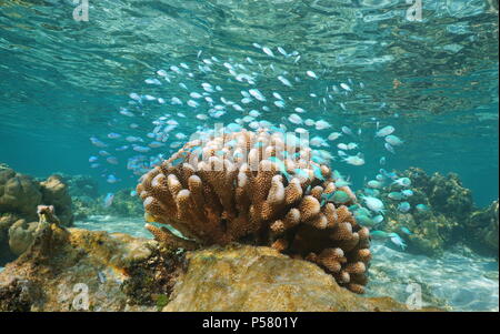 Unterwasser ein Schwarm von kleinen blauen Fisch (blau-grüne Chromis) mit Blumenkohl Coral, Pazifischer Ozean, Lagune von Tahaa Island, Französisch Polynesien Stockfoto