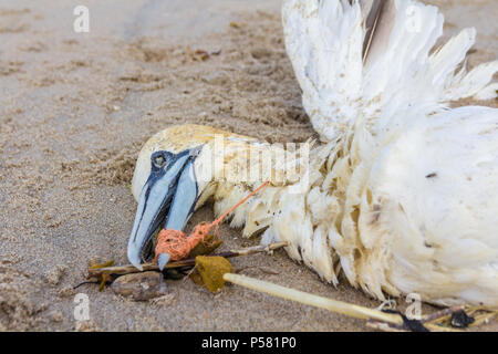 Tot northern Gannet in Kunststoff Fischernetz gefangen gewaschen an Land am Strand von Den Haag Kijkduin Stockfoto