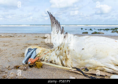 Tot northern Gannet in Kunststoff Fischernetz gefangen gewaschen an Land am Strand von Den Haag Kijkduin Stockfoto