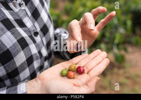 Kaffeebohnen in den verschiedenen Phasen in den Händen dargestellt Stockfoto