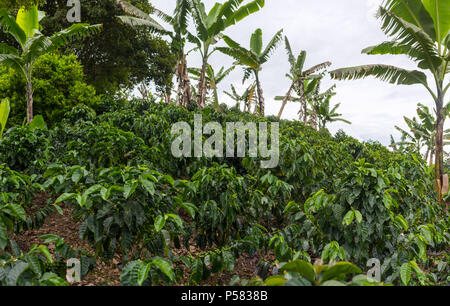 Schönen Kaffee Plantage in Jerico, Kolumbien im Zustand von Antioquia. Stockfoto