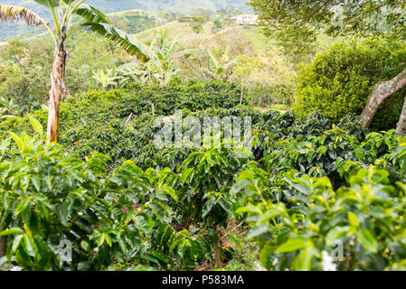 Schönen Kaffee Plantage in Jerico, Kolumbien im Zustand von Antioquia. Stockfoto