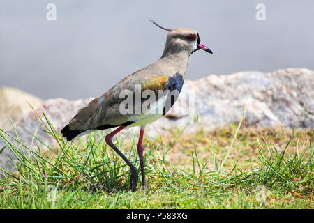 Südliche Kiebitz (Vanellus sp.) auf der Bank der Platte River in Montevideo, Uruguay. Dieser Vogel ist der Nationalvogel von Uruguay. Stockfoto