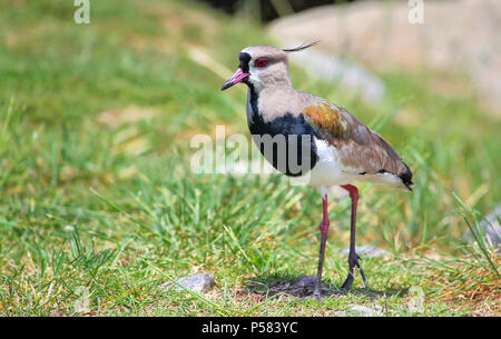 Südliche Kiebitz Vanellus kann man auf der Bank des Platte River in Montevideo, Uruguay. Dieser Vogel ist der Nationalvogel von Uruguay. Stockfoto