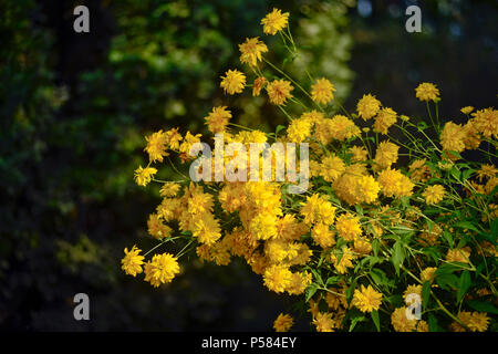 Sonnenblume Heliopsis Helianthoides (false) Botanischer Garten Oslo, Norwegen Stockfoto