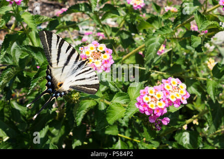 Eine knappe Schwalbenschwanz Schmetterling auf Paxos Griechenland Stockfoto