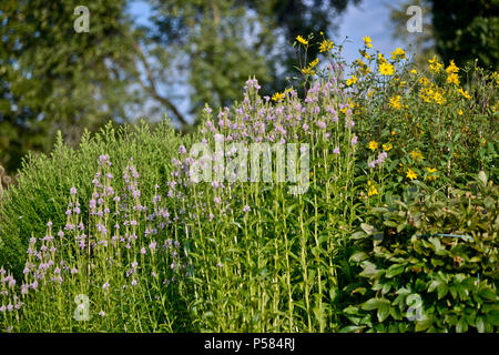 Physostegia virginiana (Gehorsam, falsche drachenbekrönter Stab) Botanischer Garten in Oslo, Norwegen Stockfoto