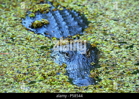 Alligator (Alligator Mississippiensis) in einem Sumpf Stockfoto