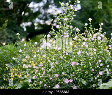 Lavatera thuringiaca (Garten baum - Malve) Botanischer Garten Oslo, Norwegen Stockfoto