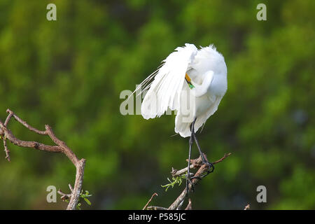 Silberreiher (Ardea Alba) putzen Stockfoto