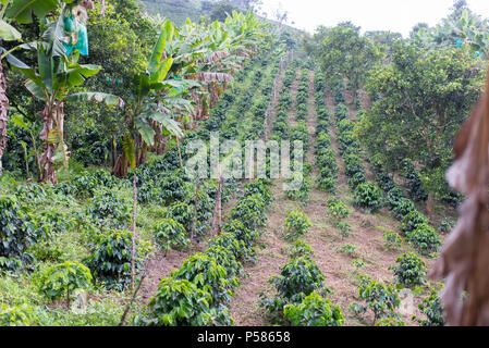 Reihen von Kaffee auf einer Kaffeeplantage in Kolumbien Stockfoto