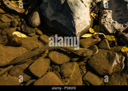 Eine östliche Hellbender Nahrungssuche für Lebensmittel in einem Fluss in Pennsylvania. Stockfoto