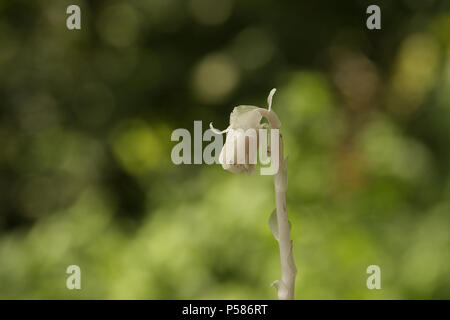 Monotropa Uniflora (Indische Rohr Blume) Stockfoto